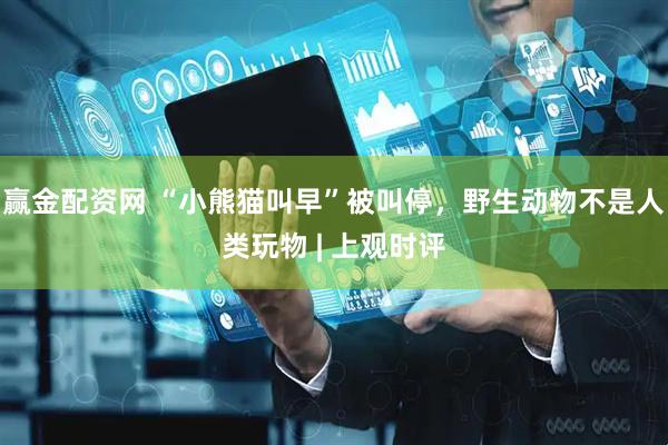 赢金配资网 “小熊猫叫早”被叫停，野生动物不是人类玩物 | 上观时评